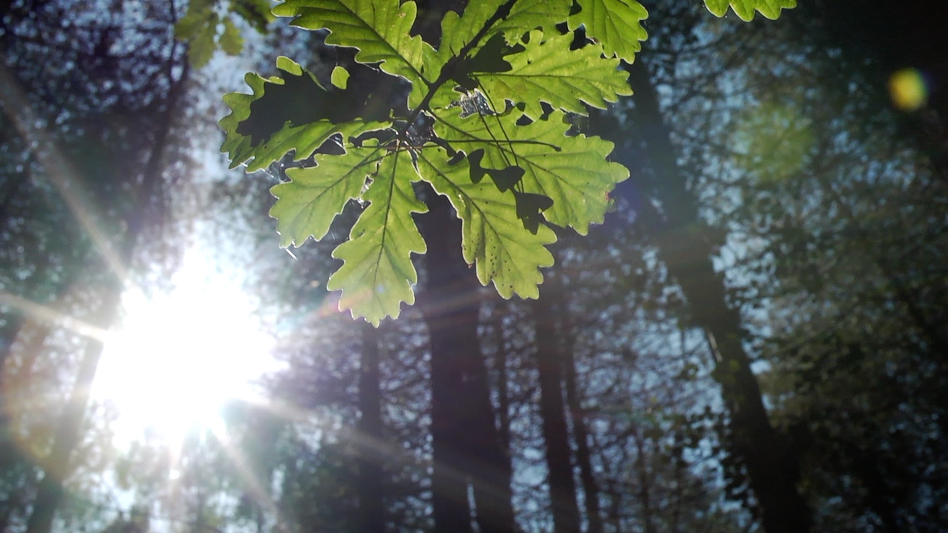 Woodland Burial Company oak leaves and Simon Holden
